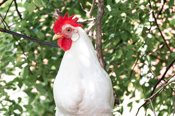 Leghorn Chicken