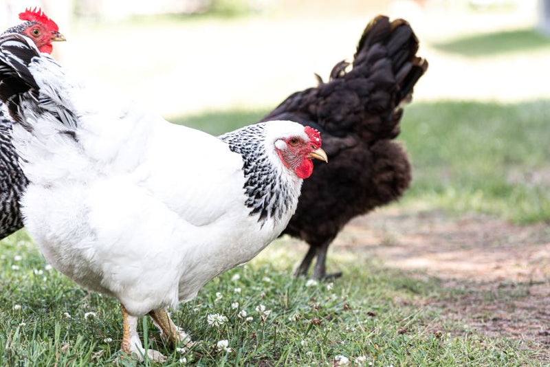 Chickens and Salmonella: What You Need to Know