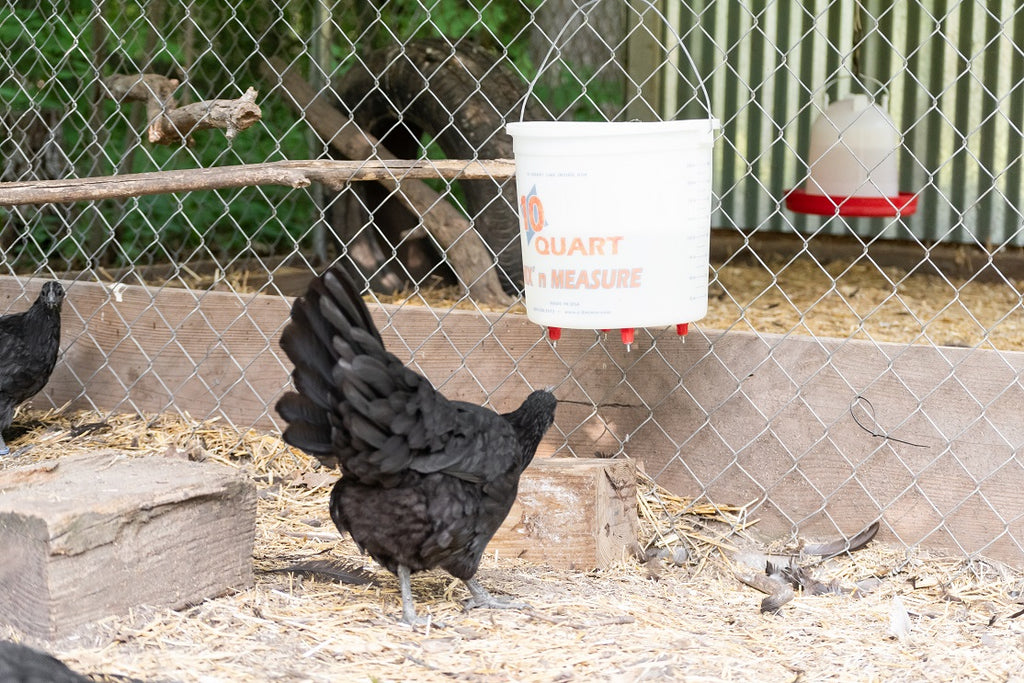 Building a DIY Chicken Feeder 
