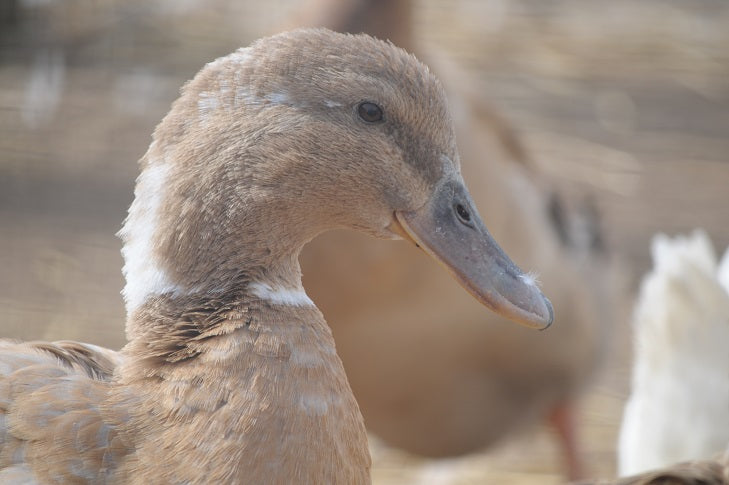 Guide to Raising Chickens with Quail, Ducks, Turkeys, Geese, & Guinea