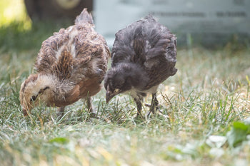 Coccidiosis in Chickens: Symptoms, Treatment, & More