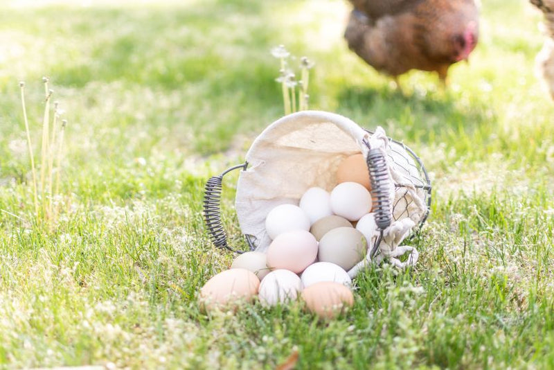 Vitamin D & Egg Production 