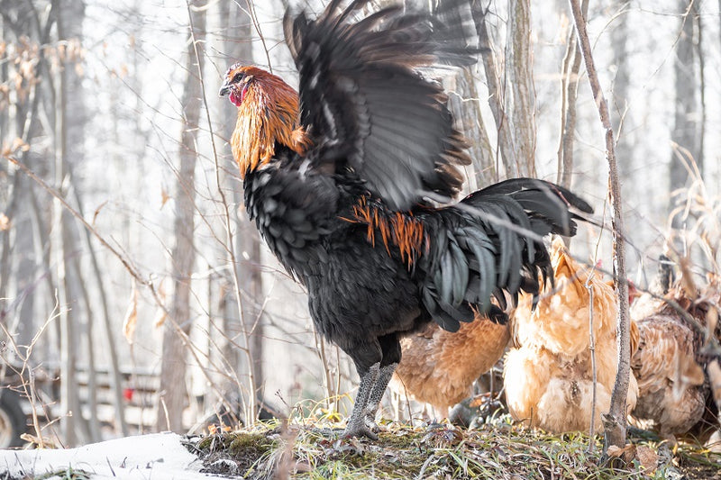 Can Chickens Fly?