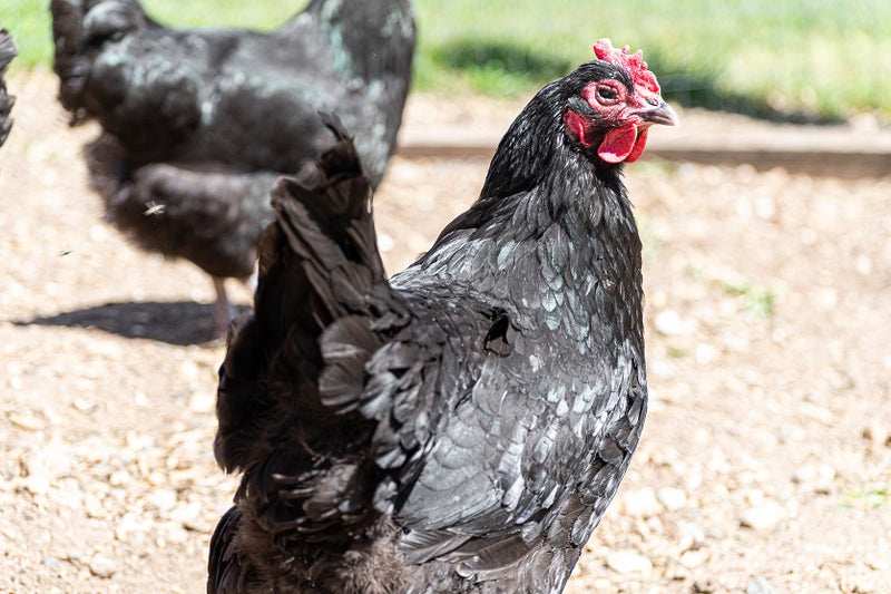 Australorp Chicken Deep Dive