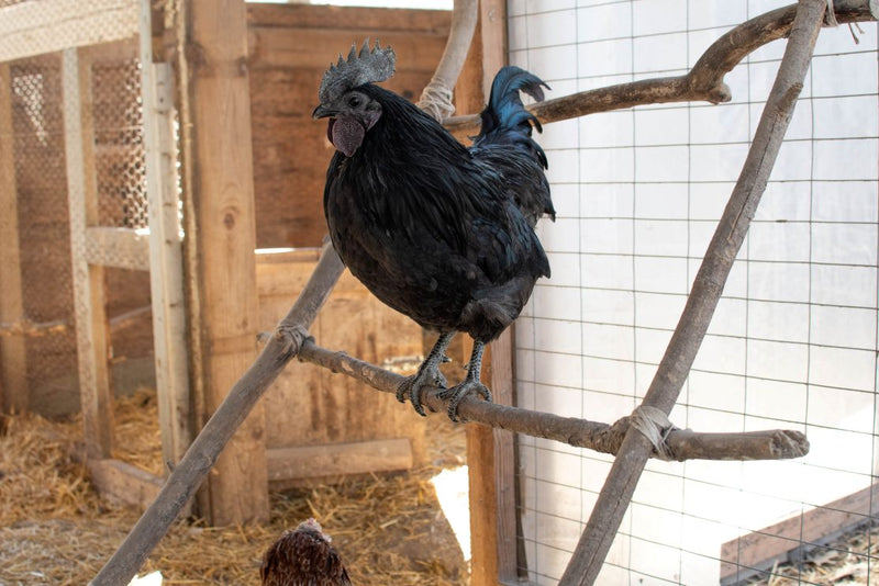 Understanding Chicken Roosting: Behavior, Proper Bars, and More