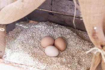 The Benefits of Hemp Bedding for Your Chickens