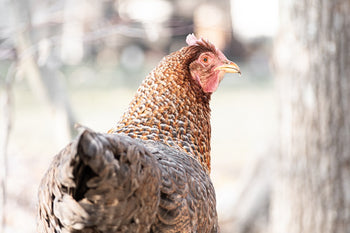 Mycoplasma in Chickens: What to Know