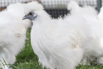 Silkie Chickens: Everything Chicken Owners Should Know