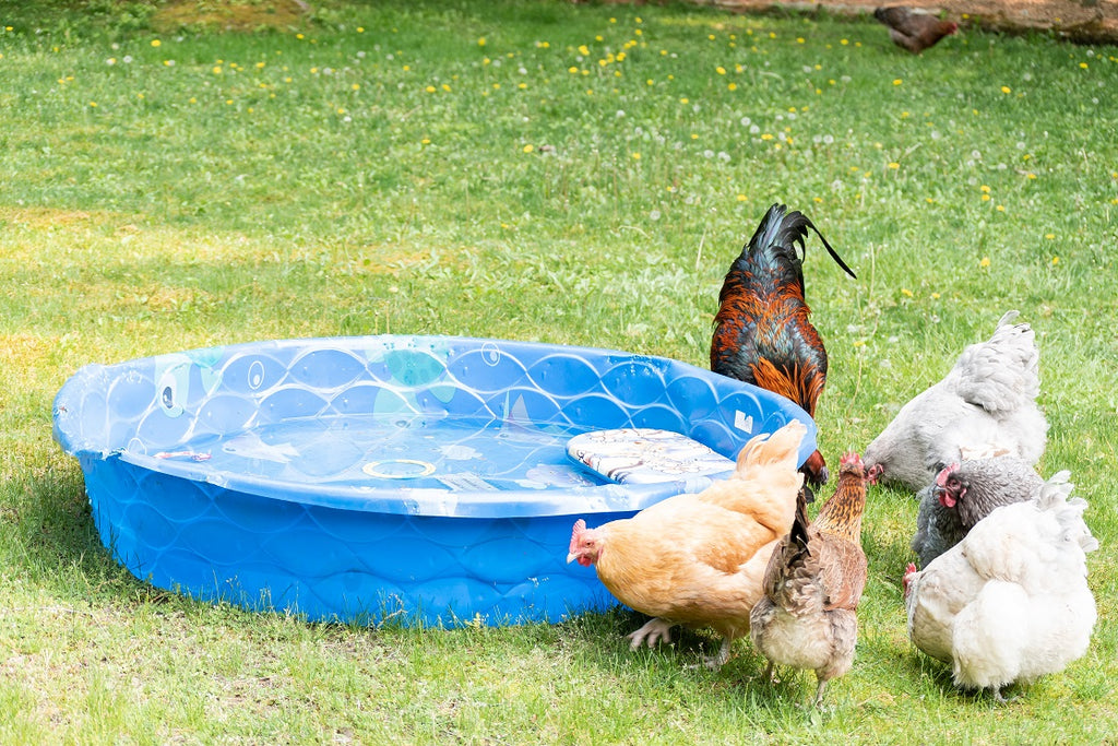 Do Chickens Like to Swim?