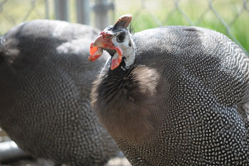 Raising Guinea Fowl: The Ultimate Guide