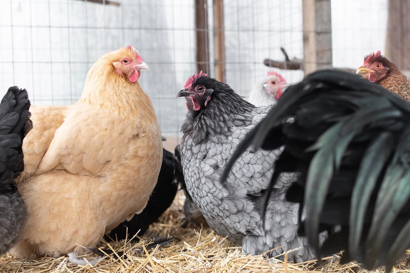 The Weirdest Facts About Chickens