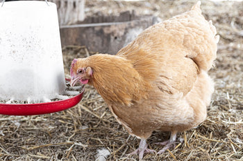 Chicken Feed: How to Choose for Your Flock