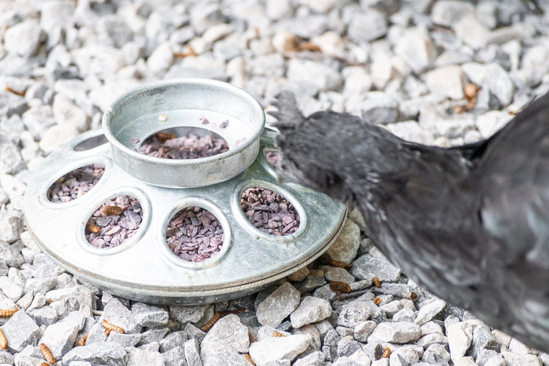 The Role of Grit for Chickens