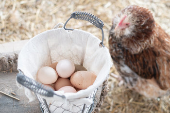 When Do Chickens Start Laying Eggs?