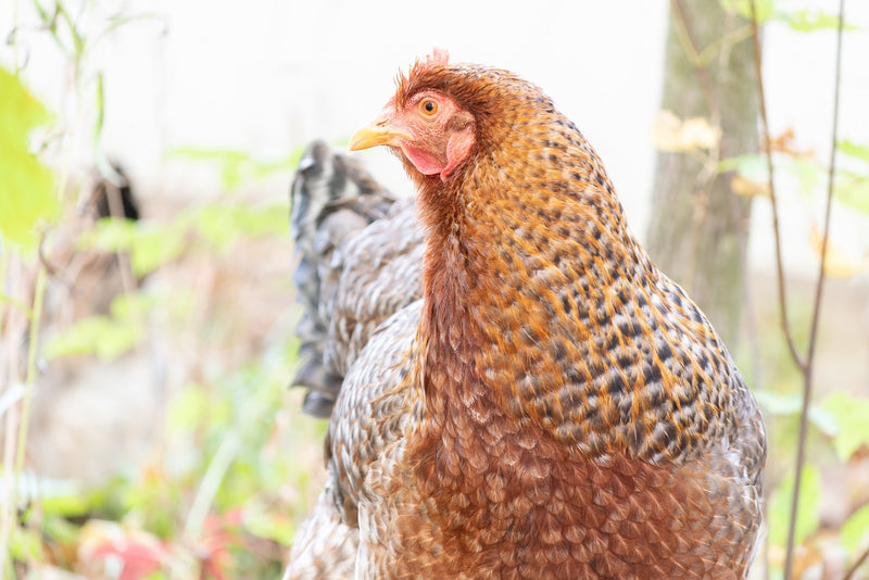 How Long Do Chickens Live?