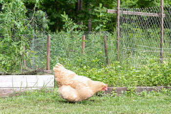 Chickens and Pest Control: Why Chickens and Gardens are a Perfect Pairing