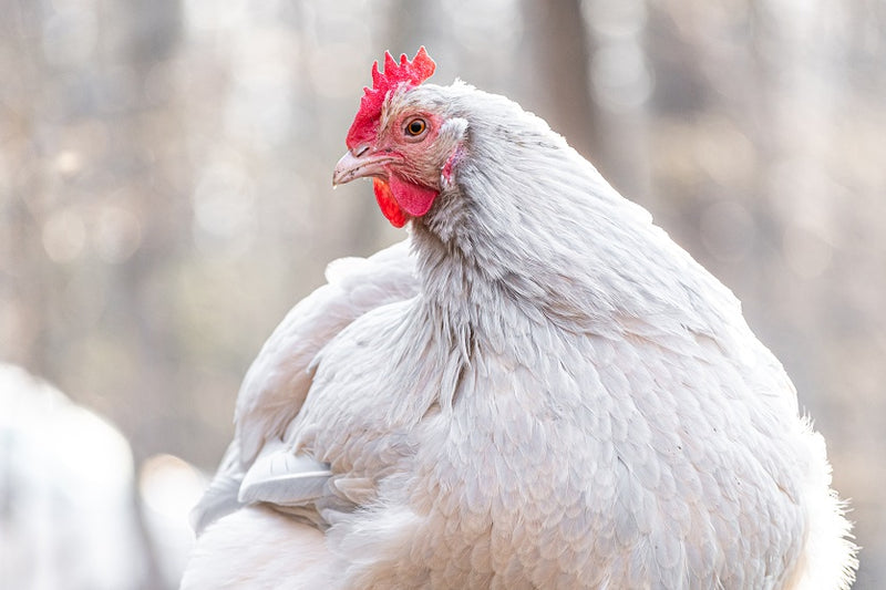 Orpington Chicken Deep Dive