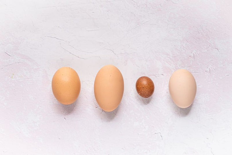 What Your Chicken’s Eggs Are Saying About Their Health