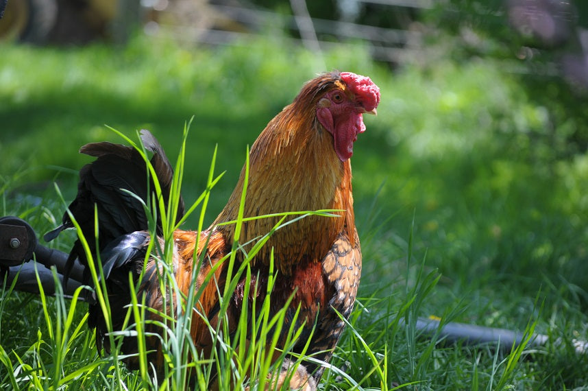 12 Best Rooster Breeds for Backyard Flocks