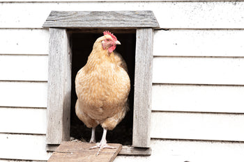 Taking Care of Your Chickens While on Vacation