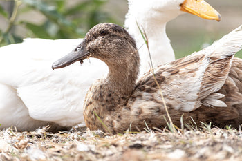 How to Feed a Mixed Flock of Poultry