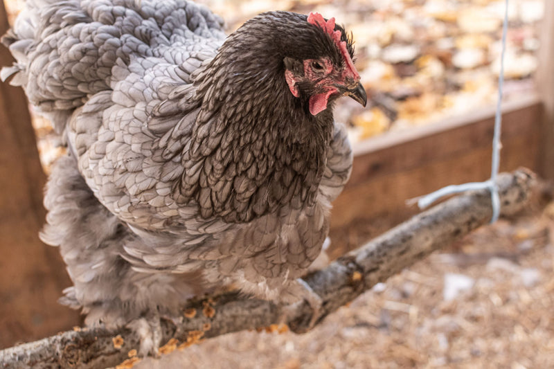 Why You Should Build a Chicken Swing