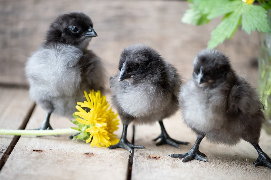 Hacking Chicks A Complete Guide to Hatching Chicks at Home | Grubbly Farms
