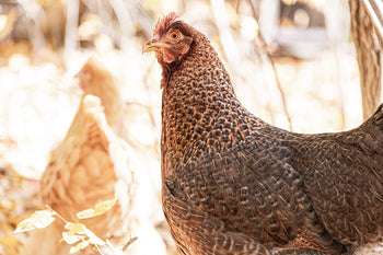10 Common Mistakes Beginners Make When Keeping Chickens