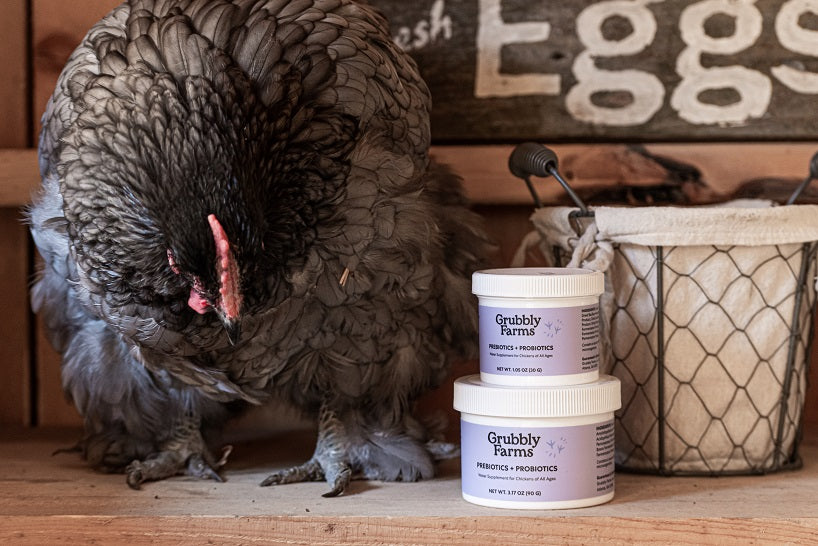 When to Use Probiotics for Your Chickens | Grubbly Farms