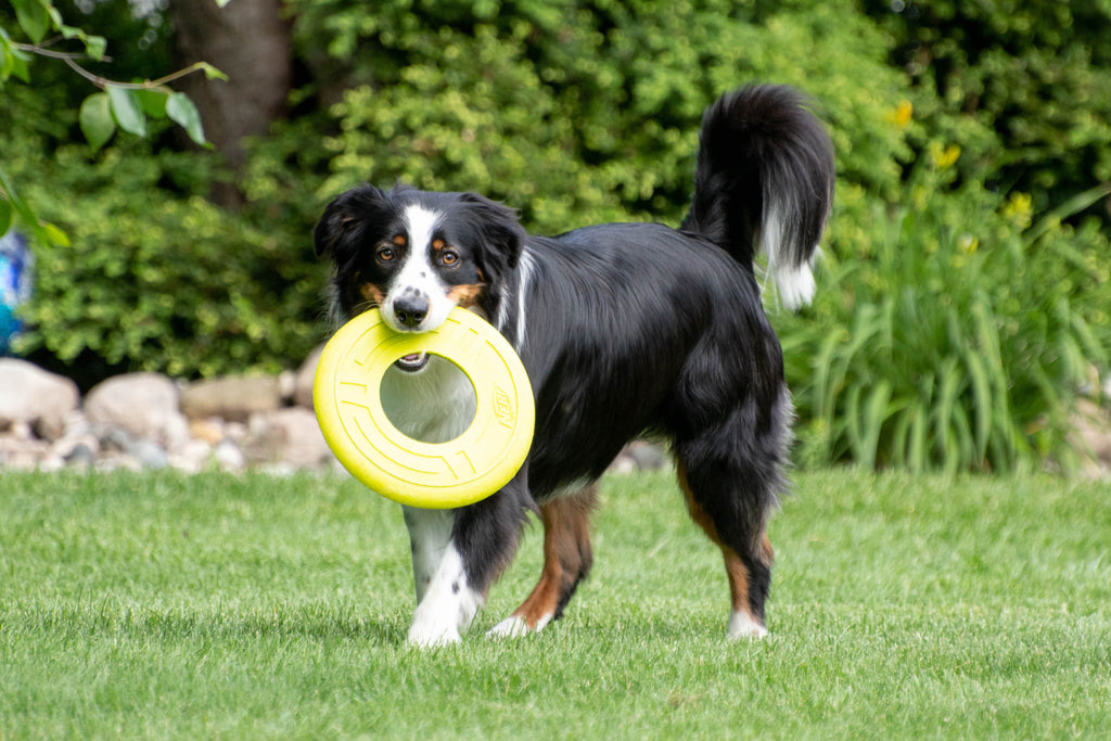 Insect-Based Protein vs Common Animal Proteins in Dog Treats