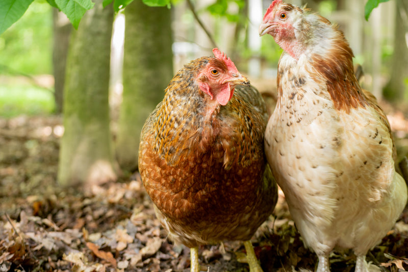 How to Stop Chickens from Feather Pecking
