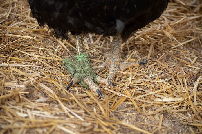 Chicken Mites: Types, Treatments, & Prevention