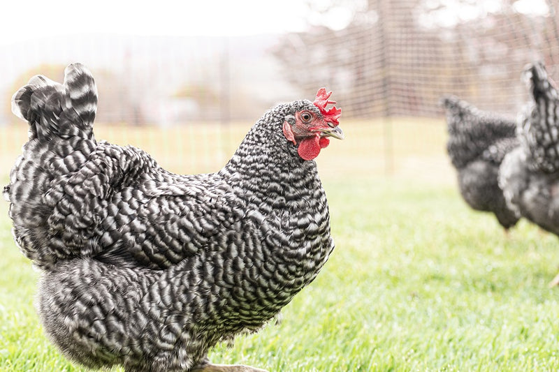 Plymouth Rock Chicken Deep Dive