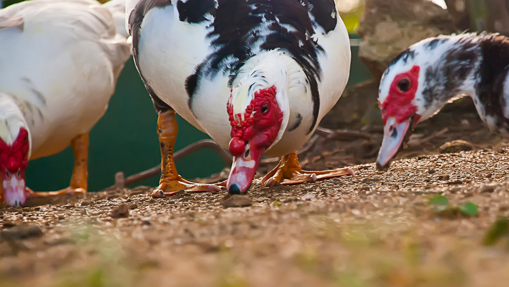 Muscovy ducks eating a free-range diet