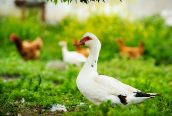 Guide to Raising Chickens with Quail, Ducks, Turkeys, Geese, & Guinea Fowl