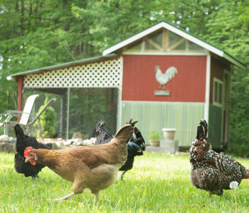Five Tips for Free-Ranging Chickens