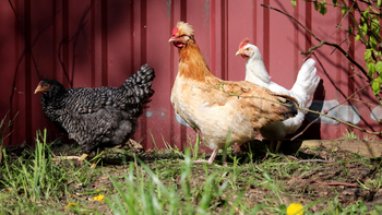 Best Chicken Breeds: 12 Types of Hens that Lay Lots of Eggs, Make Good  Pets, and Fit in Small Yards ▻