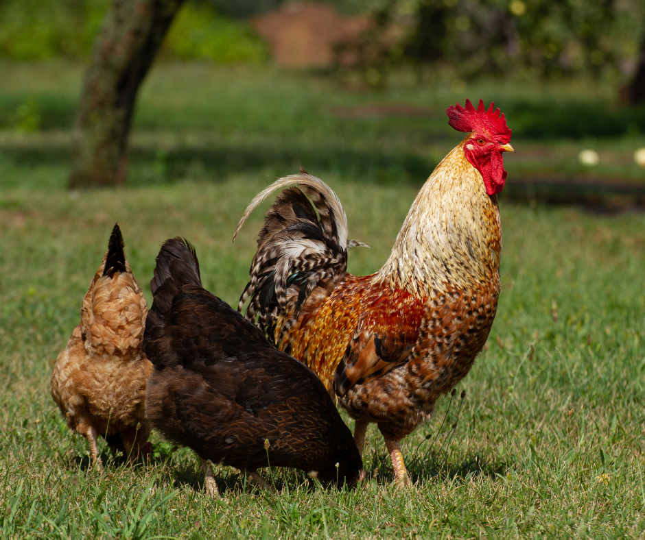 A rooster with two hens in a field–the rooster is showing typical rooster posture and feather coloration