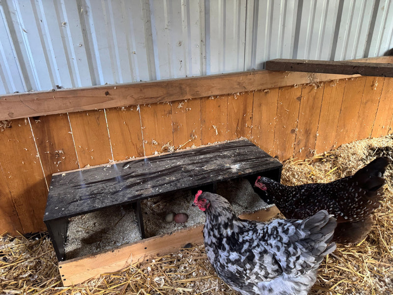 How to Build the Perfect Nesting Boxes for Your Chickens