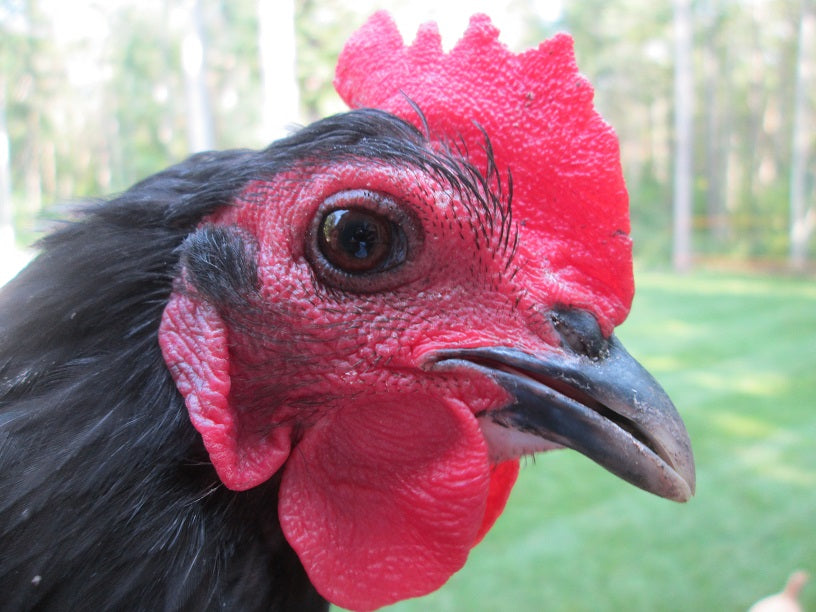How to Care for a Cross Beak Chicken