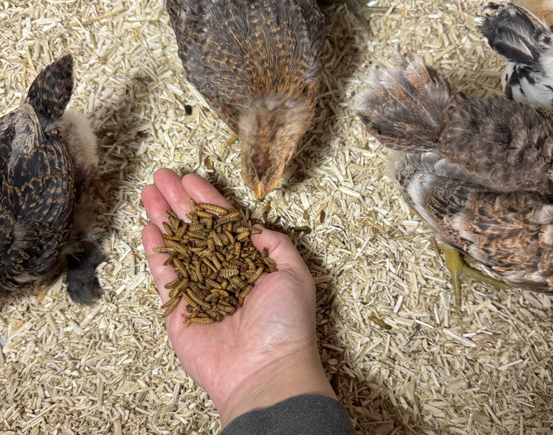 Introducing Chicks to Treats: Grit and Grubs for a Happy, Healthy Flock