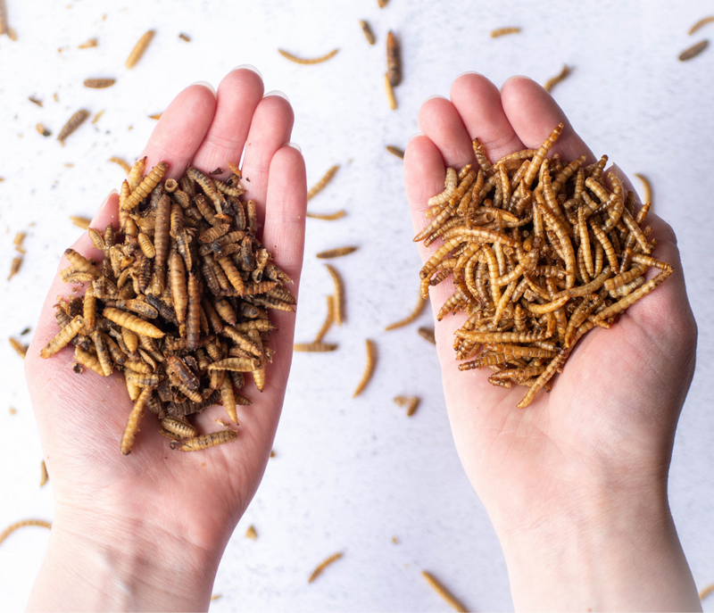 Mealworms vs. Black Soldier Fly Grubs