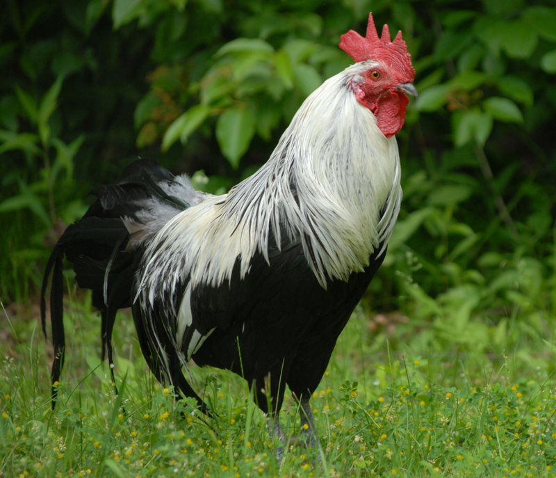 7 Best Chicken Breeds for Beginners - Audrey's Little Farm