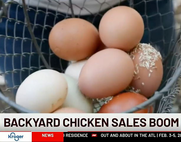 Backyard Chicken Sales Boom as Egg Prices Rise
