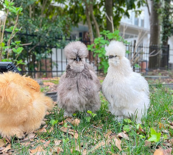 Top 5 Fluffiest Chicken Breeds | Grubbly Farms