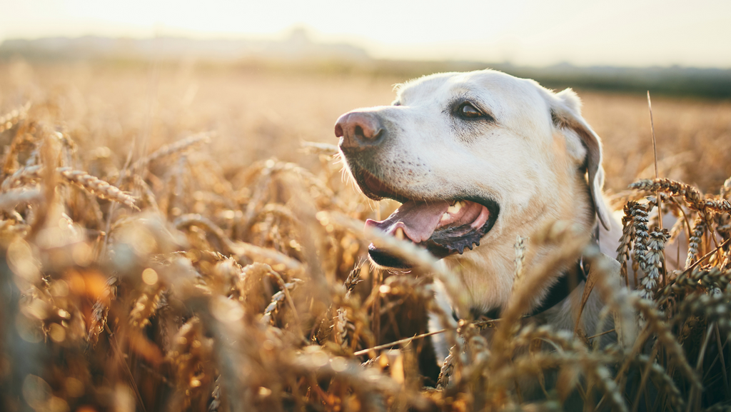A dog in a wheat field on a hot day