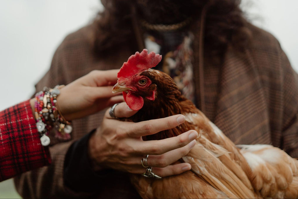 Holding a rooster