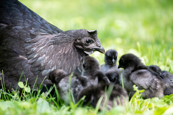 5 Tips for Feeding Chicks and Pullets