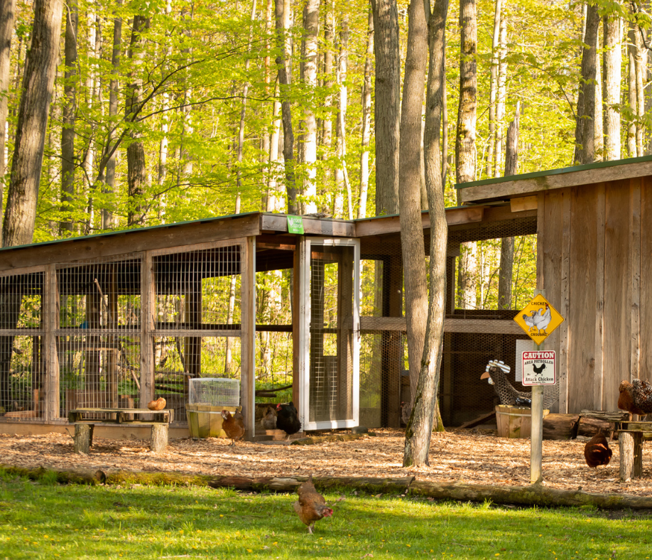 Building the Perfect Chicken Coop