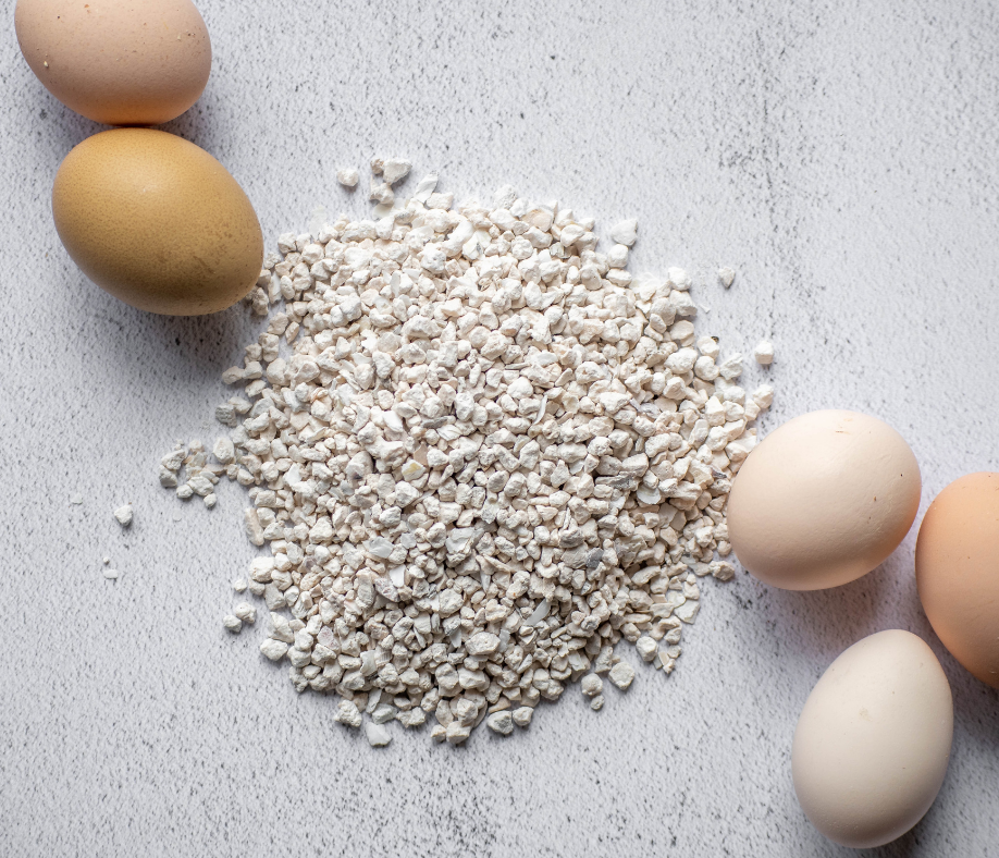 Hens Need Calcium - Here's How to Make Sure They Get Enough